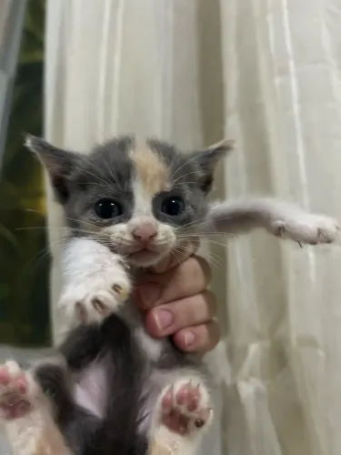 Doação de gatos