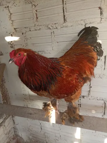Galo De Raça
