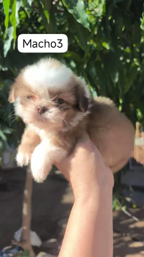 Shih Tzu perfeito para companhia e carinho