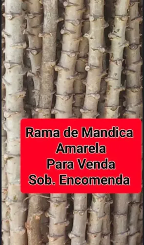 RAMA TRANSGÊNICA DA EMBRAPA