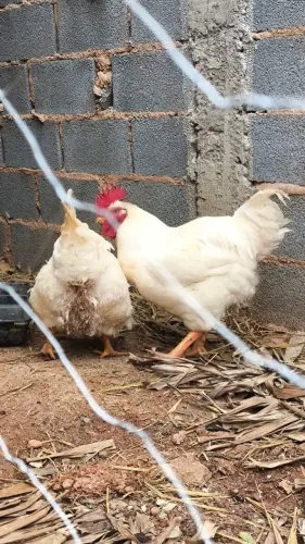 Galos e galinhas