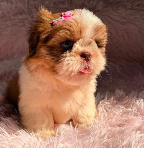 Linda bebê fêmea de Shih tzu