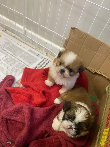 Shih tzu Uma companhia que vai fazer toda a diferença na sua vida