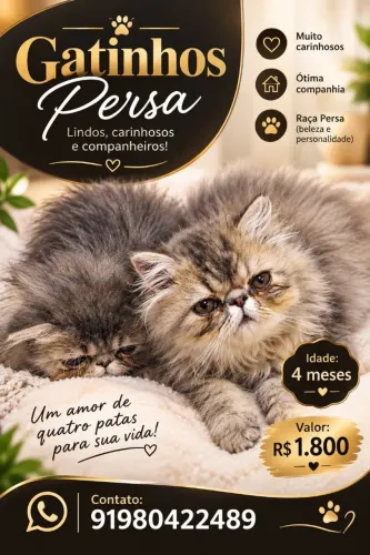 Gatinhos persa