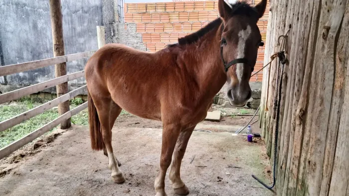 VENDO CAVALO CRIOULO