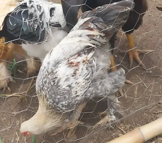 Frangos Brahma
