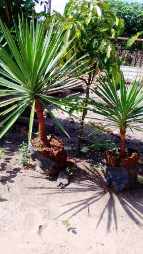 Palmeira Yucca.