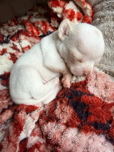 Lindo filhote de Chihuahua disponível para reserva! 