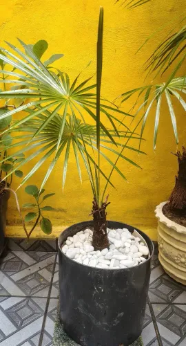 Planta coqueiro leque