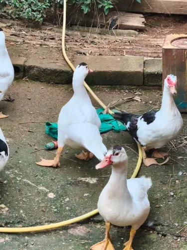 Vendo patinhos