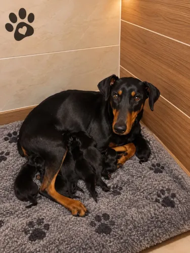 Doberman