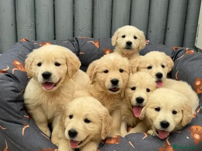 Filhotinhos dócil e esperto Golden Retriever