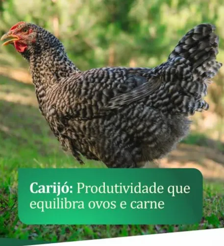 Frangas poedeiras pescoço pelado carijó 