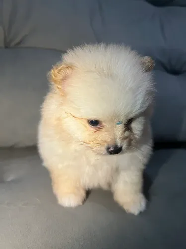 Spitz alemão