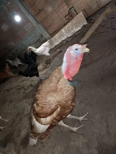 Perú 