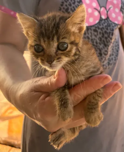 Doa-se filhote de gato pequeno