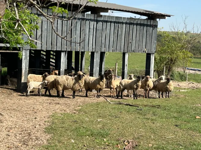 Lote de OVINOS