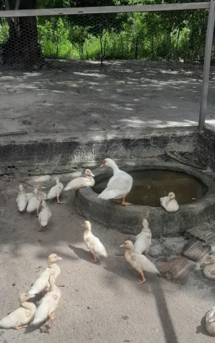 Filhotes de Pato Brancos