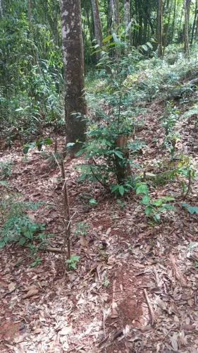 Lotes á Partir de 1.000m2, Quintas dos Palmares, Caetanópolis - MG. Estudo Troca Carro.