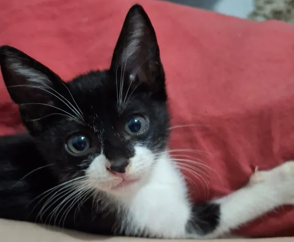 Gato para doação