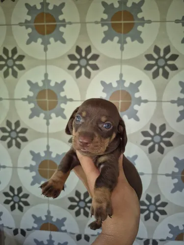 Dashound kaninchen chocolate pedigree