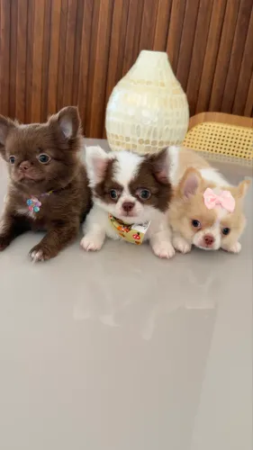 chihuahua criação educada , parcelamos em até 21x