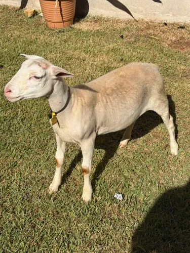 Animal