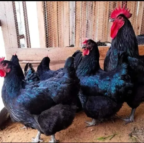 Ovos férteis gigante Negro