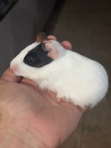 Porquinho