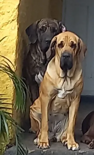 Fila Brasileiro - Doação de um Casal