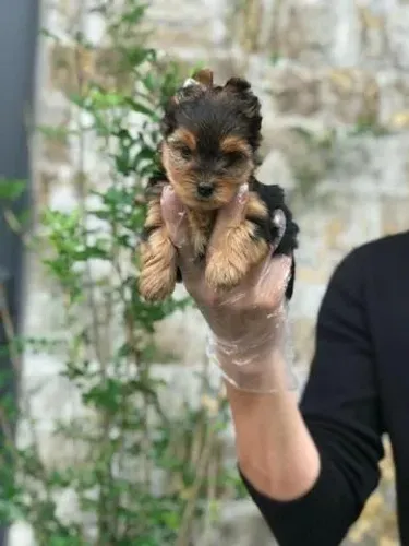 Yorkshire Terrier Premium | Compra Confiável com Contrato e Suporte