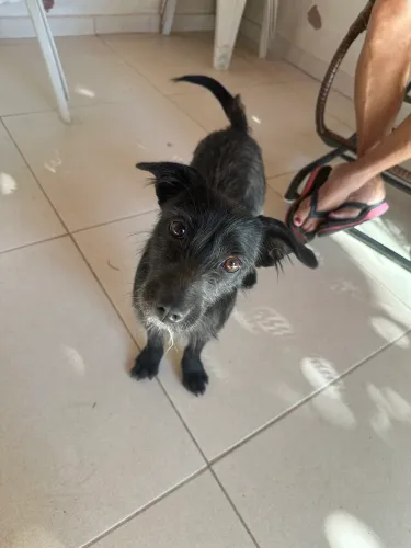 Cachorro