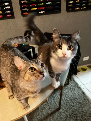 Doa-se estes dois gatos castrados e chipados