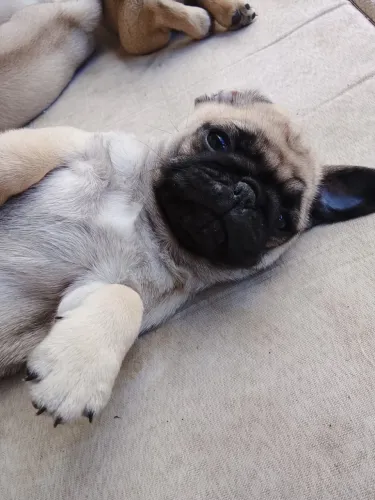 Lindos filhotes de Pugs