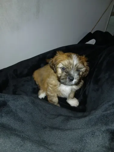 Cachorro Shih-tzu Macho