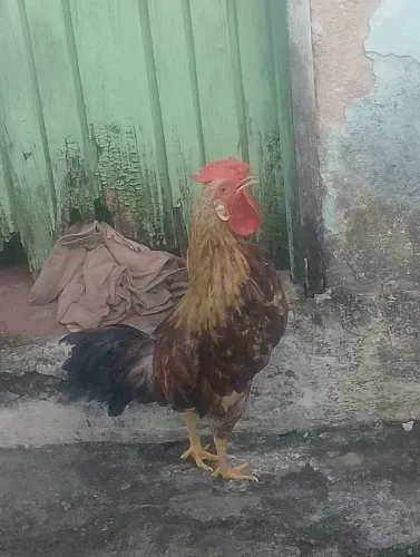 Galo Garnisé 
