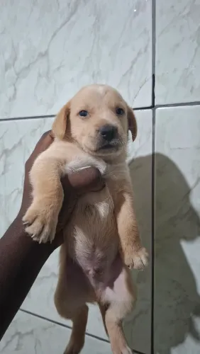 Filhotes lindos para adoção responsável
