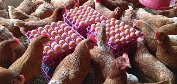 Galinhas e frangas poedeira 