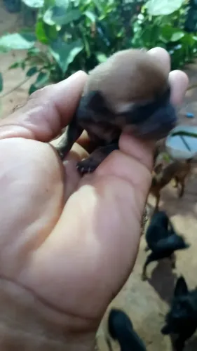 Pincher 1