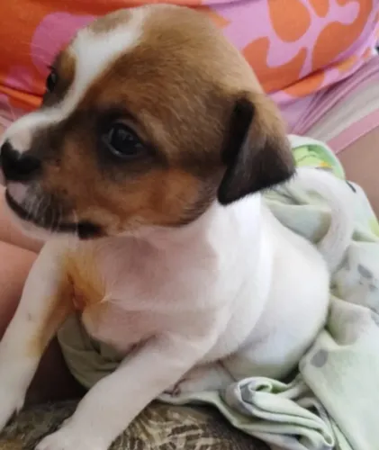 cachorro 