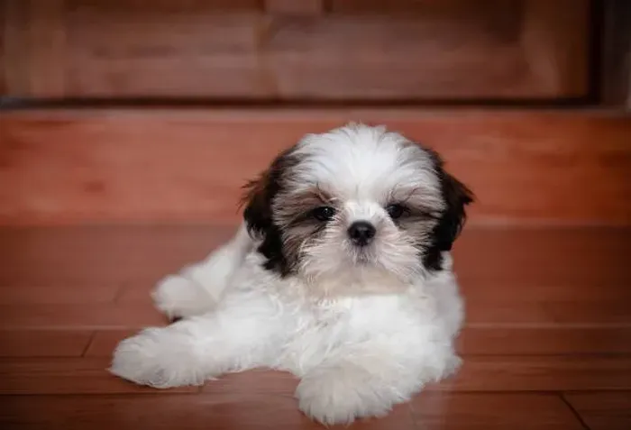Leve Para Casa Um Encantador Filhote de Shih Tzu