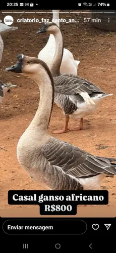 Ganço  Africanos 