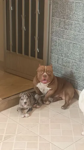 Filhote de American Bully exótic