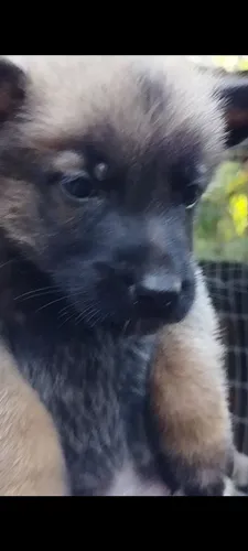 VENDO FILHOTES DE PASTOR MALINOIRS CARA PRETA HOLANDÊS 