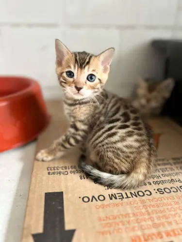 Bengal