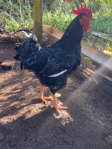 Frango gsb
