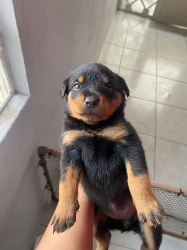 Filhote rottweiler, alto risco de se apaixonar por esses filhotes!