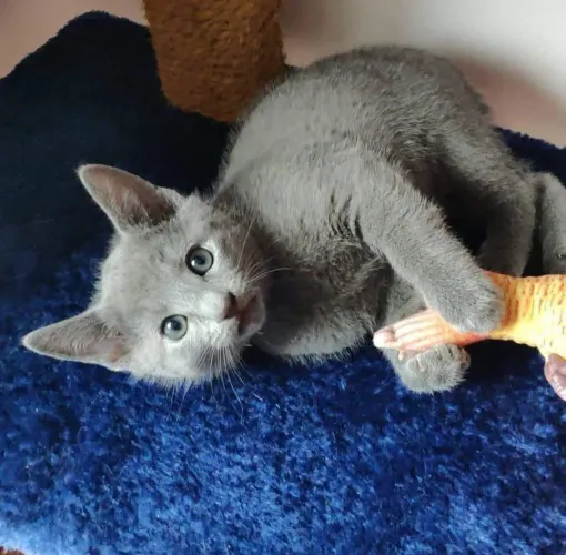 Filhotes Russian Blue - 2 meses - Pais no local - Entregamos 