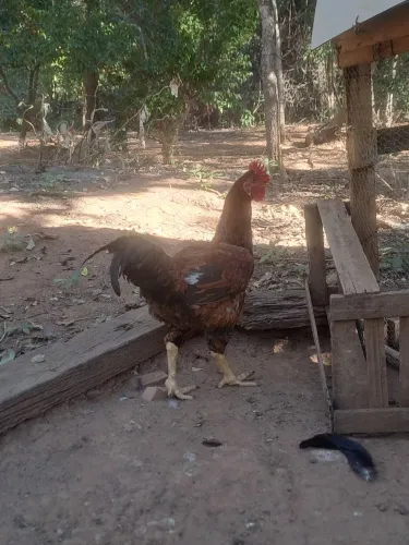 Galo Caipira
