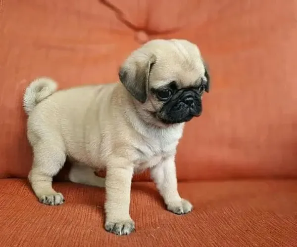 Pug A companhia perfeita para sua rotina